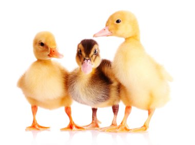 Duckling clipart