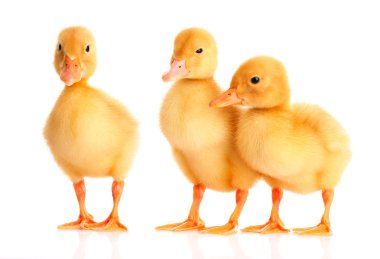 Duckling clipart