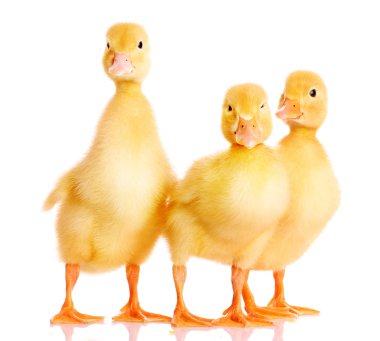 Little yellow ducklings clipart