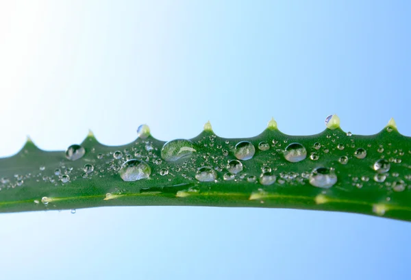 Aloe vera avec des gouttes d'eau sur fond bleu — Photo