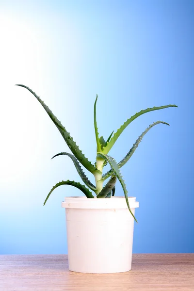 Aloe Vera auf blauem Hintergrund — Stockfoto