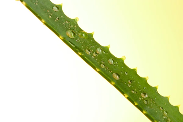 Aloe vera with water drops on yellow background — Stock Photo, Image