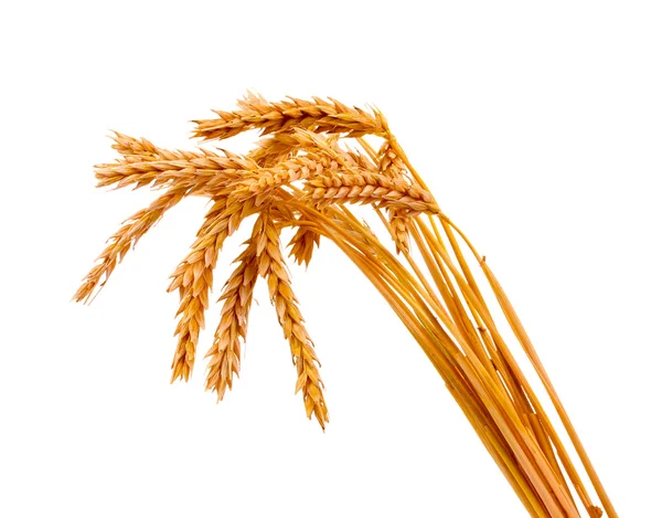 Пшениця ізольована на білому — стокове фото