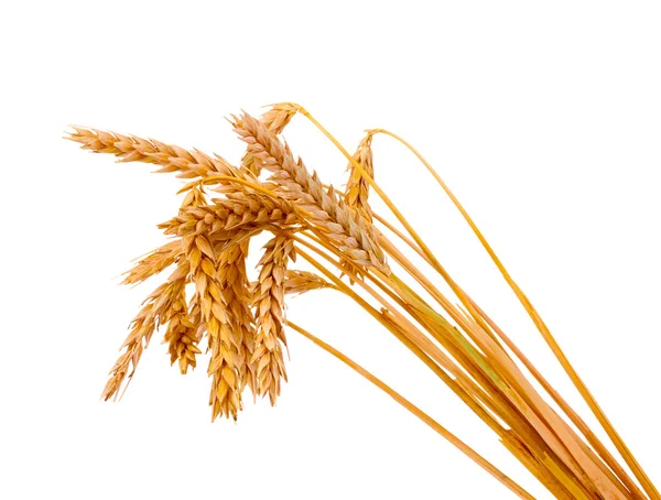 Wheat isolated on white — Stock Photo, Image