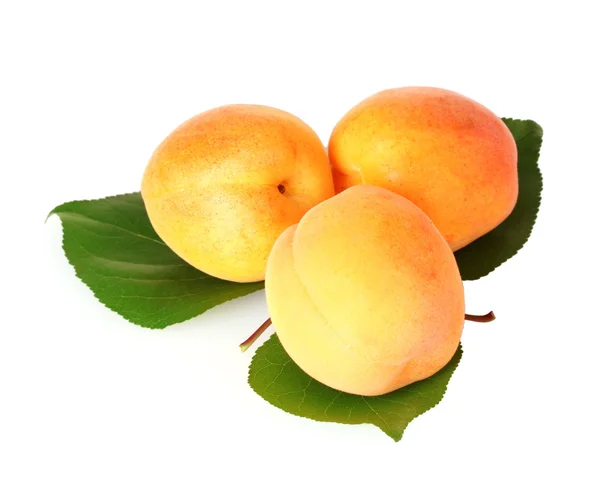 杏叶上白色隔离 — 图库照片