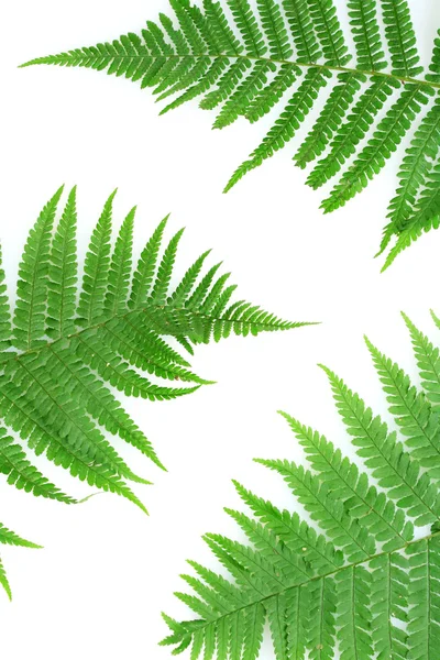 Три зеленых листья папоротника изолированы на белом — стоковое фото