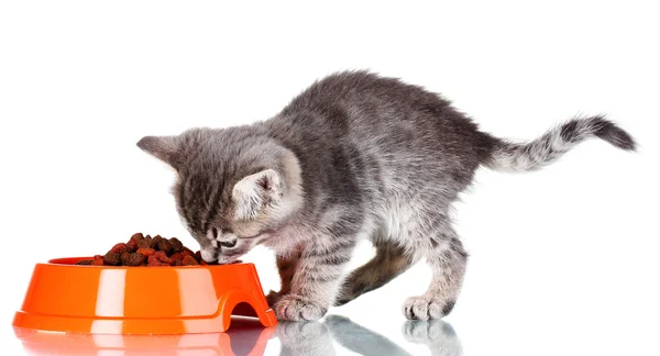 Красива сіра кошеня і суха їжа в мисці ізольовані на білому — стокове фото