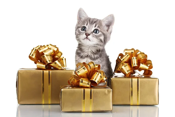Funny kitten and golden gifts isolated on white — Stock Photo, Image
