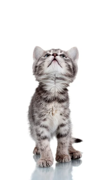 Gatito gris divertido aislado en blanco — Foto de Stock