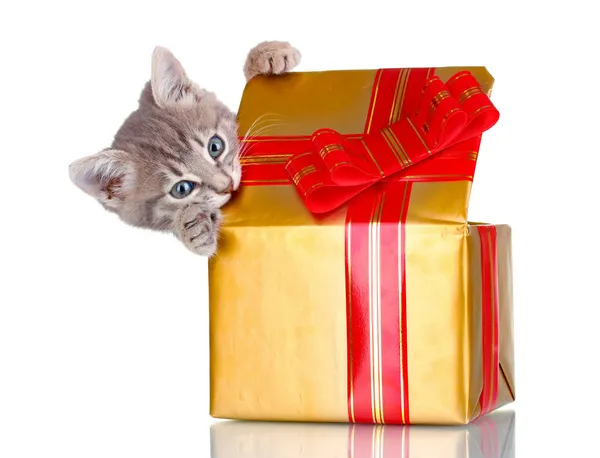 Gatinho engraçado em caixa de presente dourado isolado no branco — Fotografia de Stock
