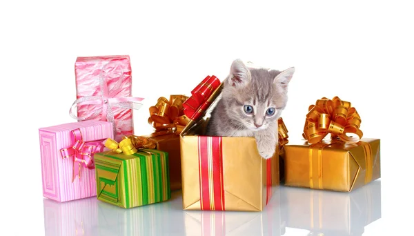 Komik kedi ve parlak hediye üzerinde beyaz izole — Stok fotoğraf