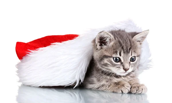 Beautiful gray kitten and Christmas hat isolated on white — Stock Photo, Image
