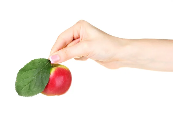 Сочные фрукты киви — стоковое фото