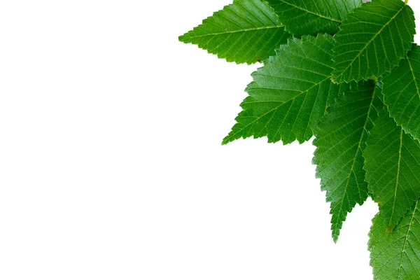 Vackra gröna blad isolerad på vit — Stockfoto