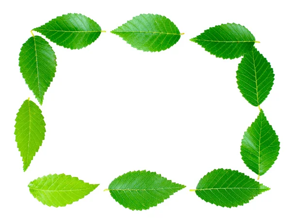 Piękne zielone liście na białym tle — Zdjęcie stockowe