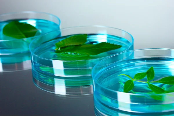 Pianta geneticamente modificata testata in capsule di Petri — Foto Stock