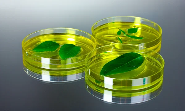 Planta modificada genéticamente ensayada en placas de Petri — Foto de Stock