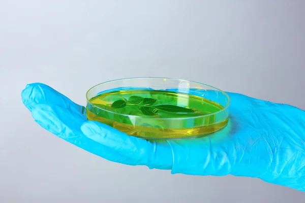 Planta geneticamente modificada testada em placa de Petri — Fotografia de Stock