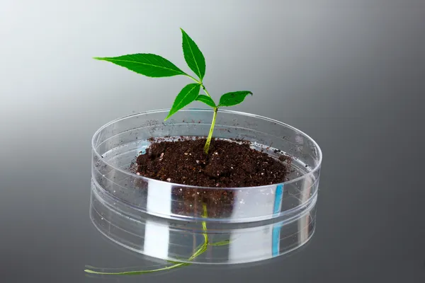 Planta modificada genéticamente ensayada en placas de Petri — Foto de Stock