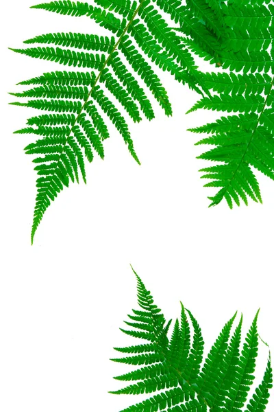 Tres hojas verdes de helecho aisladas sobre blanco — Foto de Stock