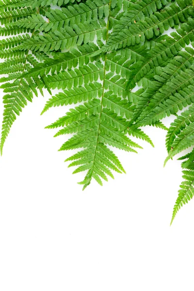 Три зелених листя папороті ізольовані на білому — стокове фото