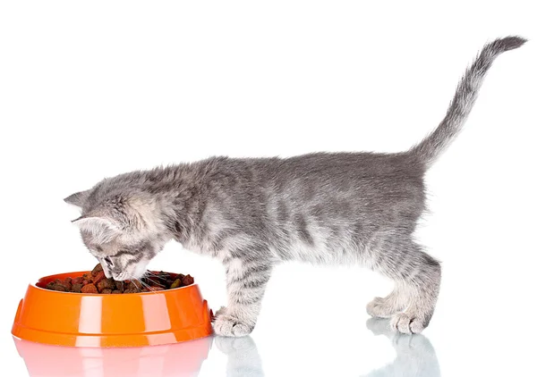 Schöne graue Kätzchen und Trockenfutter in Schüssel isoliert auf weiß — Stockfoto