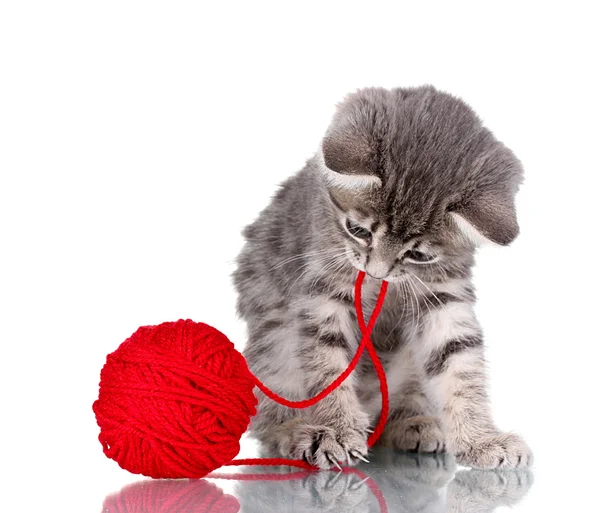 Funny gray kitten and ball of thread isolated on white — Stock Photo, Image