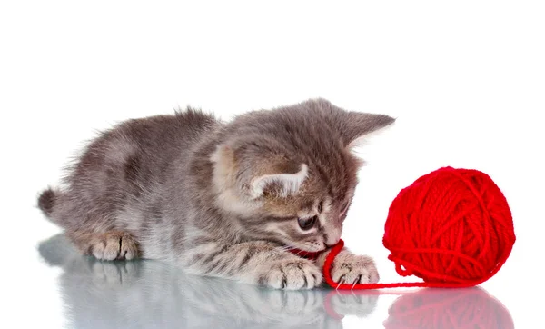Смешной котенок и шарик тройки, изолированные на белом — стоковое фото