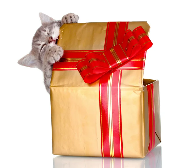Gatinho engraçado em caixa de presente dourado isolado no branco — Fotografia de Stock