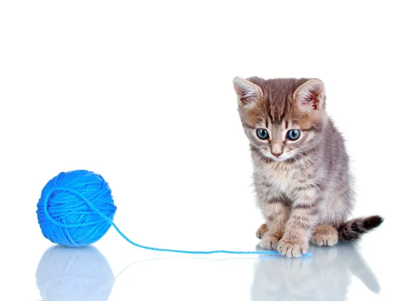 Смешной котенок и шарик тройки, изолированные на белом — стоковое фото