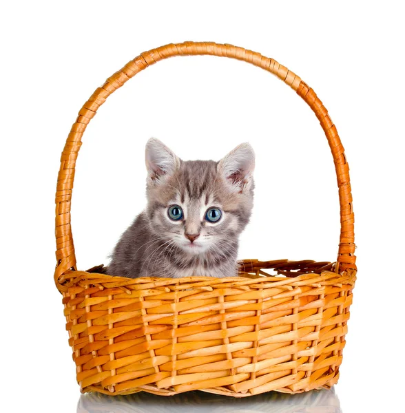 Hermoso gatito gris en cesta aislado en blanco — Foto de Stock