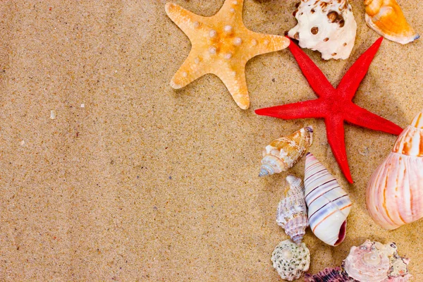 Hermosas conchas y estrellas de mar en la arena — Foto de Stock