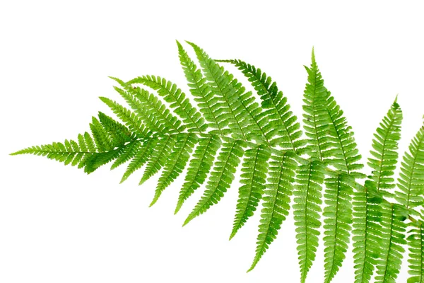 Зеленый лист папоротника изолирован на белом — стоковое фото
