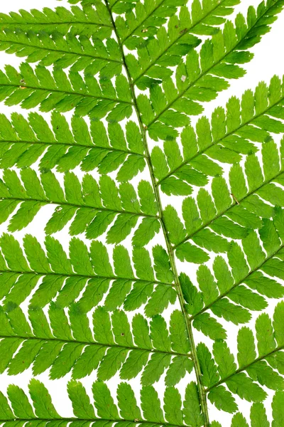 Gröna blad av fern isolerad på vit — Stockfoto