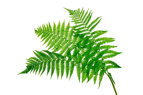Tre foglie verdi di felce isolate su bianco — Foto Stock