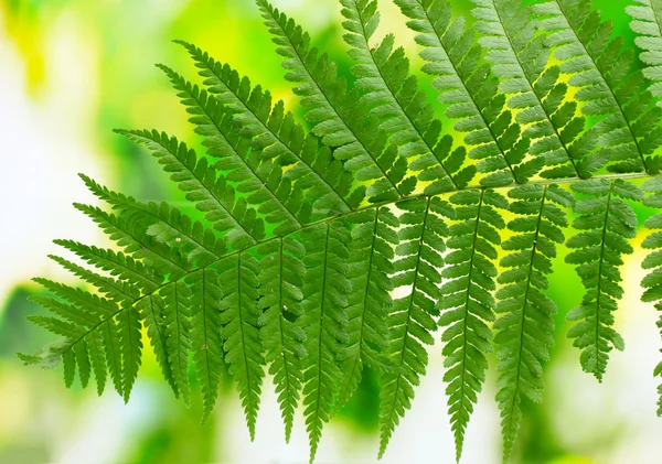 Ein Farnblatt auf grünem Hintergrund — Stockfoto