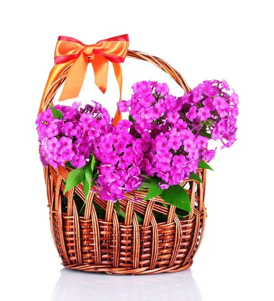 Bouquet of phlox — Stock Photo, Image