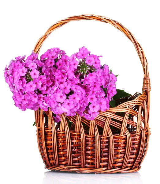 Bukiet kwiaty domowe — Zdjęcie stockowe