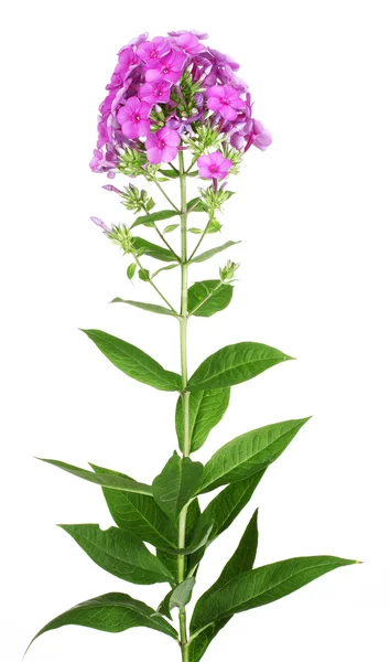 stock image Phlox