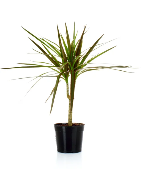 stock image Palm tree in a pot