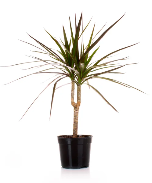 Houseplant dracaena palm in a flowerpot, isolated — Stock Photo, Image