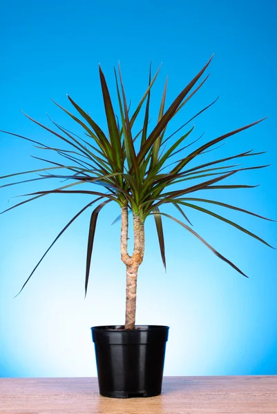 stock image Houseplant dracaena palm in a flowerpot on blue background