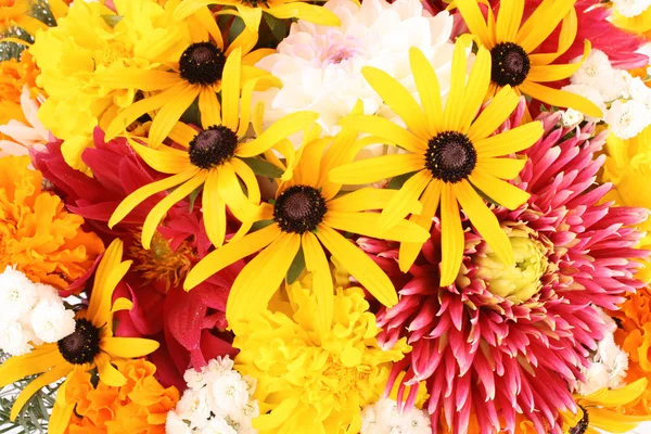 Multicolor Flower background — Stock Photo, Image