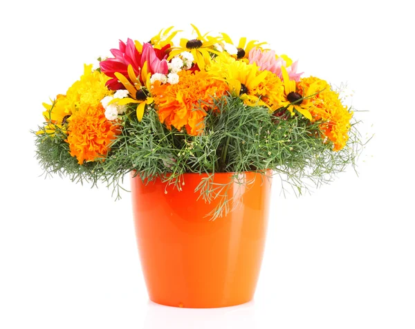 Topf mit schönen orangefarbenen Blumen isoliert auf weißem Hintergrund — Stockfoto
