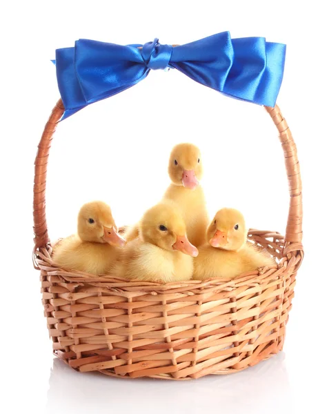Yellow ducklings in a basket with a bow — Stock Photo, Image