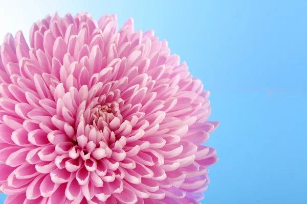 Violet aster flower on blue background — Stock Photo