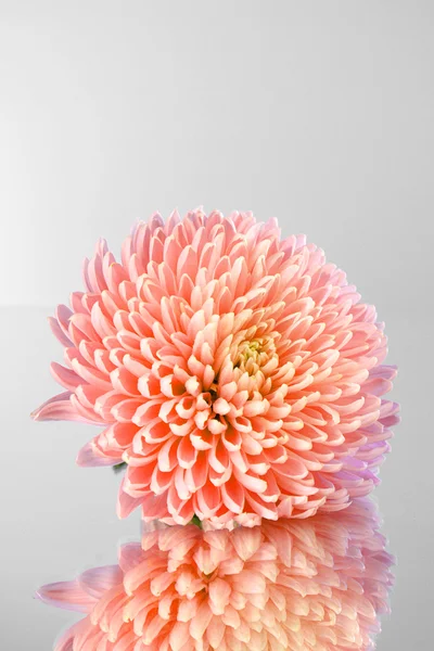 Aster ροζ λουλούδι σε γκρι φόντο — Φωτογραφία Αρχείου