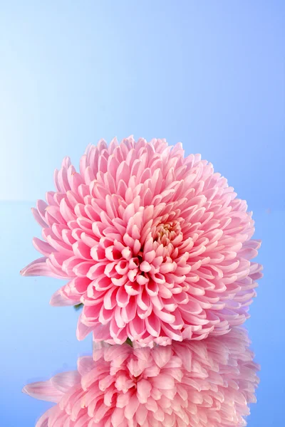 Violet aster flower on blue background — Stock Photo, Image