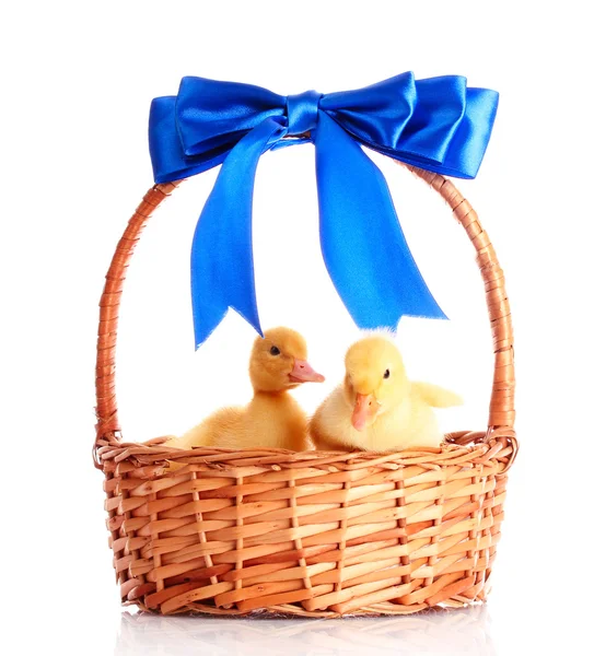 Patos amarelos em uma cesta com um arco — Fotografia de Stock