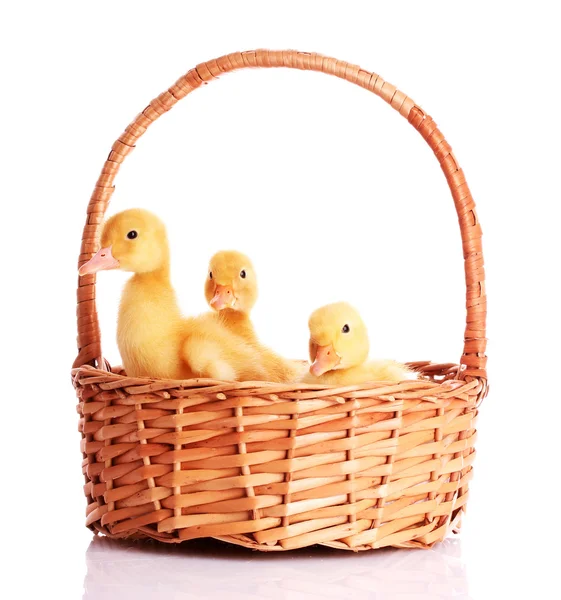 Some ducklings in a basket — Stock Photo, Image